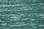 143-24-WhiteFinPenguin