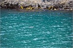 147-26-WhiteFinPenguin