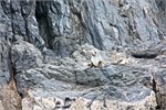 152-38-FurSeal