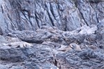 155-41-FurSeal