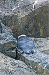 157-47-YellowEyedPenguin