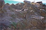 165-15-Dunedin-NZ