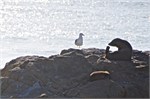 166-16-Dunedin-NZ