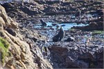 168-18-Dunedin-NZ