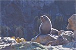 169-19-Dunedin-NZ