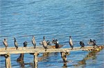 174-30-Dunedin-NZ