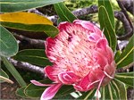 179-14-Eden-Australia