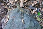 185-04-LonePine