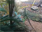 208-05-RainForestStation