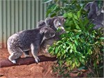 218-19-RainForestStation
