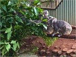 219-18-RainForestStation