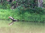 220-04-DuckTourCairns