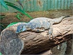 228-15-RainForestStation