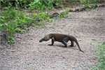 241-29-KomodoIsland