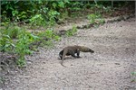 242-30-KomodoIsland