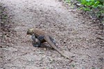 243-31-KomodoIsland