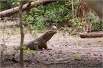 249-38-KomodoIsland