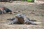 251-42-KomodoIsland