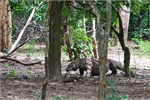 252-39-KomodoIsland