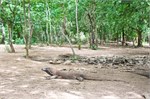 254-44-KomodoIsland