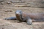 257-47-KomodoIsland