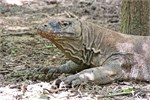 259-49-KomodoIsland