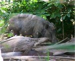 260-52-KomodoIsland