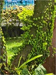 266-38-Central_Java