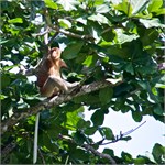 268-36-Bako_Sarawak