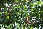 272-40-Bako_Sarawak