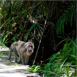 277-48-Bako_Sarawak