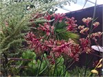 299-07-FlowerDome