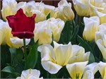 305-18-FlowerDome