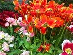 306-19-FlowerDome