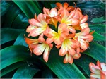309-22-FlowerDome