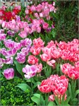 311-24-FlowerDome
