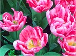 312-25-FlowerDome