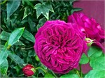 314-27-FlowerDome