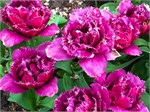 317-33-FlowerDome