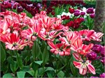 318-34-FlowerDome