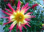 319-35-FlowerDome