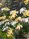 326-03-CloudForest