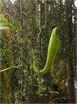 331-20-CloudForest