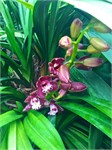 337-26-CloudForest