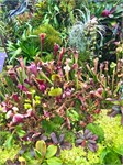 342-32-CloudForest