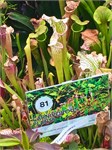344-34-CloudForest