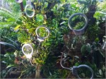 351-47-CloudForest