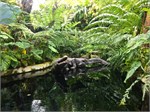 353-49-CloudForest