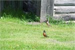 385-20-FtLaReineManitoba