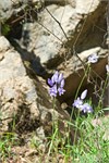 397-001-MarbleCreek2-ID